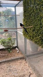 2 schama lijsters mannen 2020, Dieren en Toebehoren, Vogels | Overige Vogels