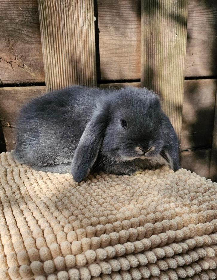 Franse hangoor RAM geënt!, Dieren en Toebehoren, Konijnen, Hangoor