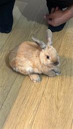 Lapins de 6 mois a vendre, Enlèvement, Lapin