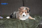 Prachtige Blue Merle Tricolor Border Collie pups, Dieren en Toebehoren, Honden | Herdershonden en Veedrijvers, CDV (hondenziekte)