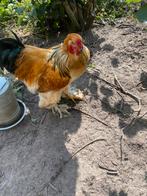 Verschillende rassen hanen, Dieren en Toebehoren