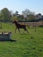 Magnifique étalon Flacco Jr pour Kara, Services & Professionnels, Animaux | Chevaux | Soins, Garde & Dressage