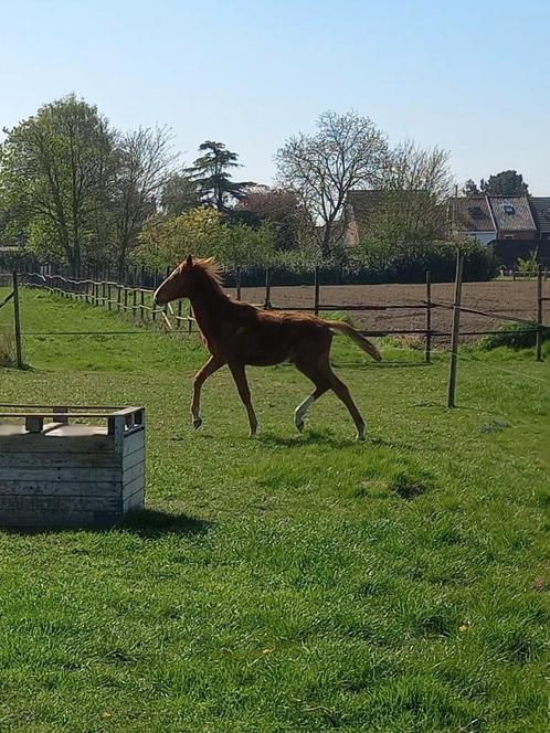 Prachtig hengstje Flacco Jr For Kara, Diensten en Vakmensen, Dieren | Paarden | Verzorging, Oppas en Dressuur