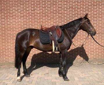 Marron doux et bon, Hongre, Moins de 160 cm, L, Cheval de récréation