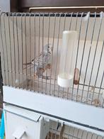 Jonge engelse grasparkieten