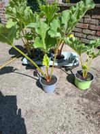 Rabarber en aardbeien planten, Tuin en Terras, Planten | Tuinplanten, Ophalen, Vaste plant, Fruitplanten