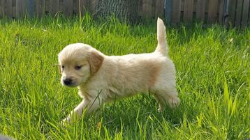 Golden retriever pups beschikbaar voor biedingen