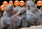 Pyrrhura nestje, Dieren en Toebehoren, Tam