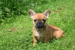 Chiots bouledogue français à poil court et moelleux, Animaux & Accessoires, 15 semaines à 1 an, Étranger, Parvovirose, Plusieurs animaux