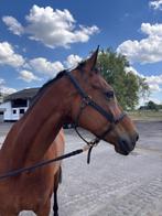 Prachtige allround KWPN merrie, Dieren en Toebehoren, Paarden, Merrie, Gechipt, Dressuurpaard, 170 tot 175 cm