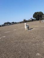 Alpaca hengst met stamboom, Octobre, Mâle