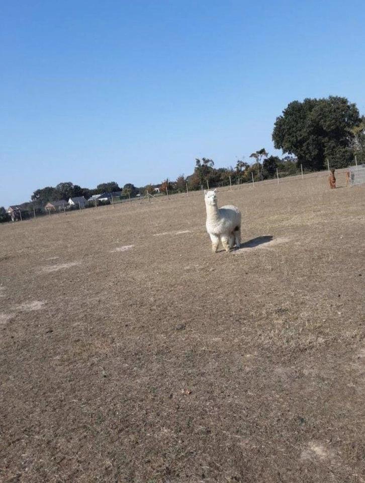 Alpaca hengst met stamboom, Animaux & Accessoires, Animaux Autre, Mâle, Octobre