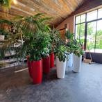 Kamerplanten in hoge plantenbakken rond, Overige soorten, 100 tot 150 cm, Halfschaduw, In pot