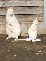 Wallaby kangoeroes vrouw en man, Dieren en Toebehoren, Overige Dieren, Maart, Meerdere dieren