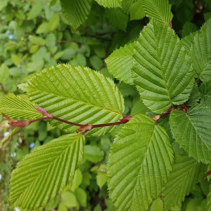 Haagplanten aan stuntprijzen!, Tuin en Terras, Planten | Bomen, Ophalen