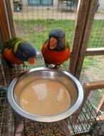 Koppel Lori van de blauwe bergen, Dieren en Toebehoren, Vogels | Parkieten en Papegaaien