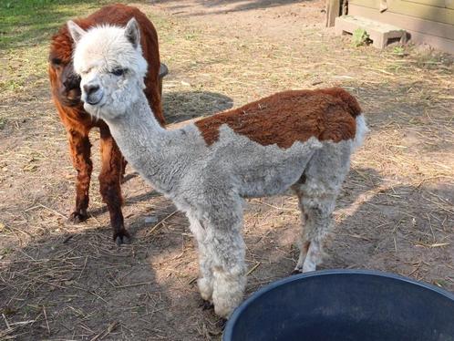 Mooie alpaca merrie en hengst, Dieren en Toebehoren, Overige Dieren
