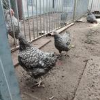 Hennen Izegemse Koekoek, Animaux & Accessoires