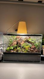 Terarium, Dieren en Toebehoren, Ophalen of Verzenden, Gebruikt, Terrarium of Paludarium