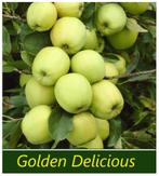 LAAGSTAM APPELBOMEN oa "GOLDEN DELICIOUS", 17€/st. IN POT, Tuin en Terras, Planten | Tuinplanten, Volle zon, Vaste plant, Ophalen of Verzenden