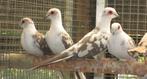bonte diamantduiven, Dieren en Toebehoren, Vogels | Duiven, Meerdere dieren, Overige soorten