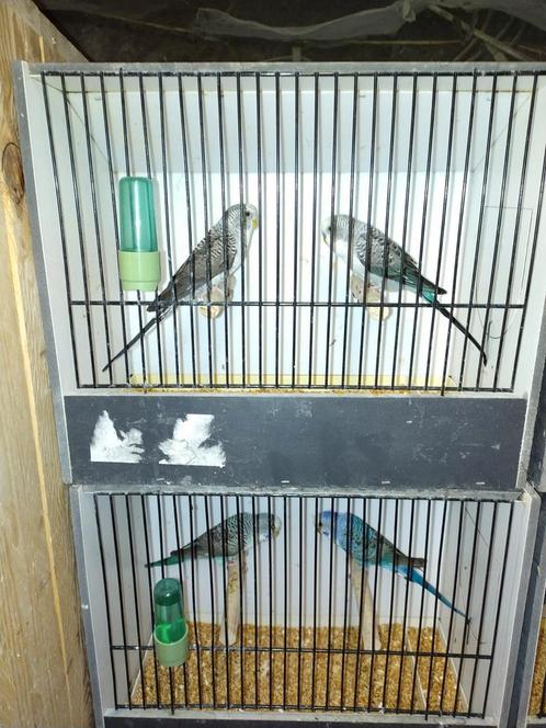 Kleurgrasparkieten tt gerichte kweek, Dieren en Toebehoren, Vogels | Parkieten en Papegaaien