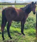 Jaarling Quarter horse hengst, Dieren en Toebehoren, Paarden, Hengst