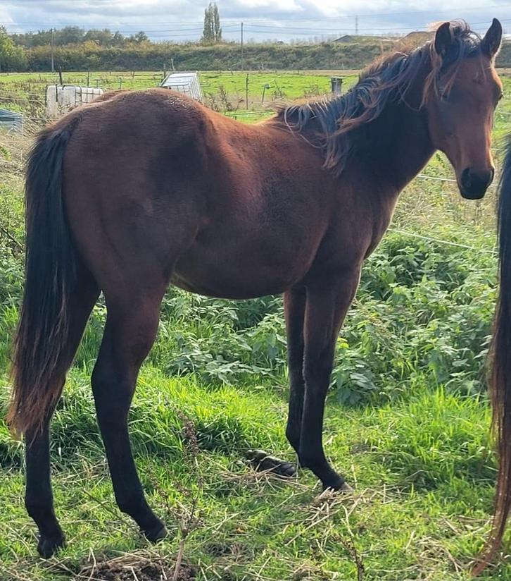 Jaarling Quarter horse hengst, Dieren en Toebehoren, Paarden, Hengst