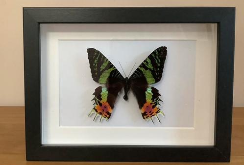 Exotische vlinder in 3d lijst, Verzamelen, Dierenverzamelingen, Zo goed als nieuw, Ophalen of Verzenden