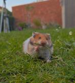 Langharige goudhamster, Dieren en Toebehoren, Knaagdieren, Juni, Hamster