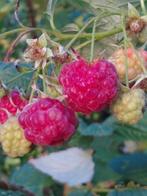 frambozen - bessenstruiken, Tuin en Terras, Vaste plant, Ophalen of Verzenden, Halfschaduw, Zomer