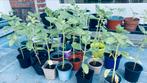 Zonnebloem planten, Ophalen