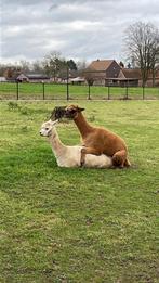 Alpaca hengst te koop 4 jaar en dek klaar, Dieren en Toebehoren, Mannelijk