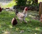 Gratis haan, Dieren en Toebehoren, Pluimvee, Mannelijk, Kip