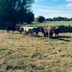 Galloway, Dieren en Toebehoren