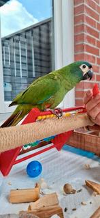 (Nederland) Super tamme Ara Maracana, Dieren en Toebehoren, Vogels | Parkieten en Papegaaien, Vrouwelijk, Papegaai, Pratend