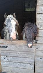 2 HENGSTJES ZOEKEN EEN THUIS, Dieren en Toebehoren, Pony's
