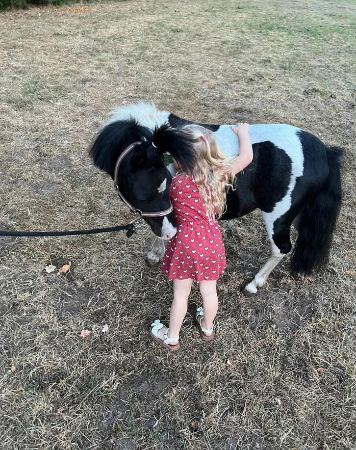 Kinderpony, Dieren en Toebehoren, Pony's, Ruin, Zadelmak, A pony (tot 1.17m), Springpony, 7 tot 10 jaar, Met stamboom, Gechipt