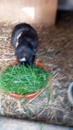 Cavia beertje Engels gekruind., Dieren en Toebehoren, Knaagdieren, Cavia, Juni, Mannelijk, Tam