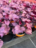 Heuchera hybr. ‘Wild Rose’, Ophalen, Vaste plant, Halfschaduw