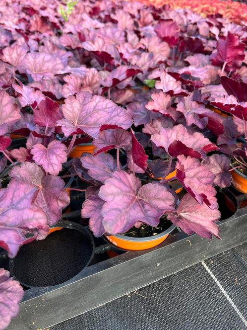 Heuchera hybr. ‘Wild Rose’, Tuin en Terras, Planten | Tuinplanten, Vaste plant, Halfschaduw, Ophalen