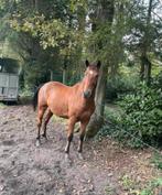 3 paarden te koop samen of apart, Dieren en Toebehoren, Paarden, Ruin