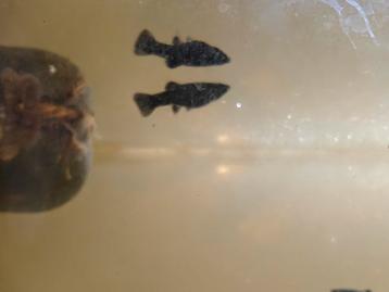 Molly noire, Poisson, Poisson d'eau douce, Banc de poissons
