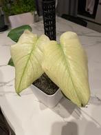 Monstera Deliciosa mint variegated, Huis en Inrichting, Ophalen