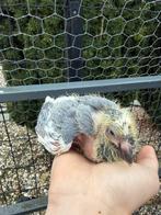 Pigeons, Animaux & Accessoires, Oiseaux | Pigeons, Plusieurs animaux, Autres espèces