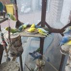 te koop mooie grasparkieten, Dieren en Toebehoren, Vogels | Parkieten en Papegaaien
