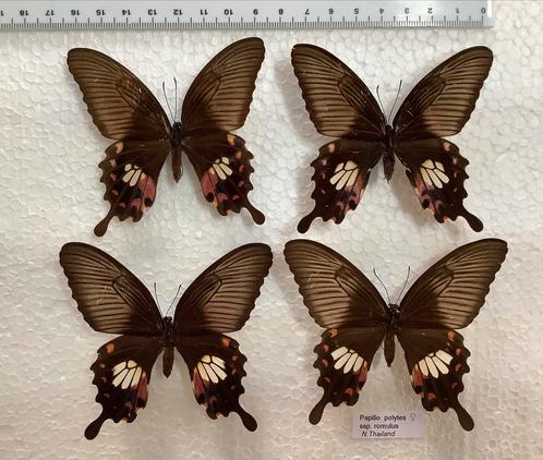 P. polytes, 7 € / specimen, Verzamelen, Dierenverzamelingen, Zo goed als nieuw, Ophalen of Verzenden
