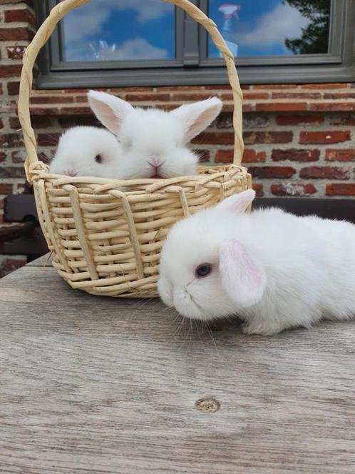 raszuivere jonge konijnen minilop, Dieren en Toebehoren, Konijnen