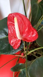 Bel anthurium rouge (sans le cache-pot), Enlèvement