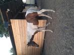 Apha merrie veulen, Dieren en Toebehoren, Paarden, Merrie, Minder dan 160 cm, 0 tot 2 jaar, Westernpaard